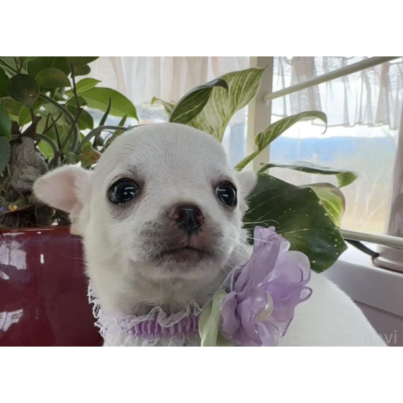 販売中の福岡県のチワワ(ロングコート)-444219の2枚目