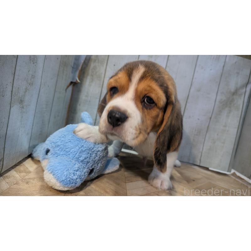成約済の熊本県のビーグル-440793の8枚目