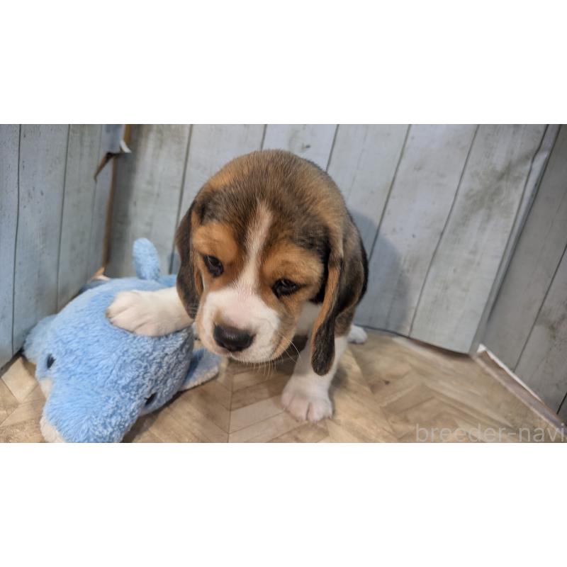 成約済の熊本県のビーグル-440793の7枚目