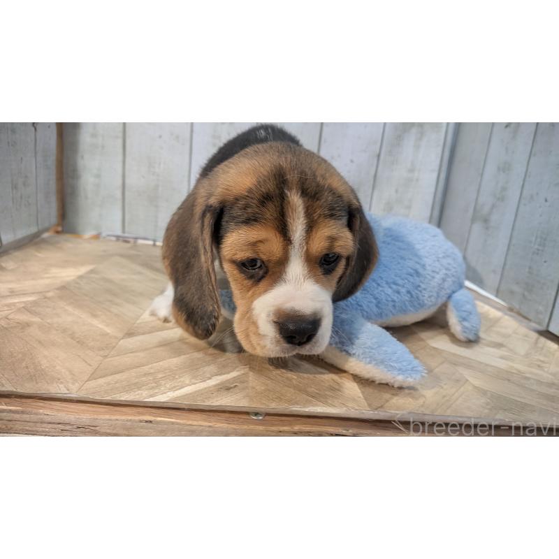 成約済の熊本県のビーグル-440793の6枚目