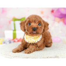 ♀︎タイニープードル