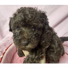 ♀︎トイプードル