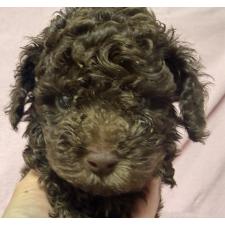 ♀︎トイプードル