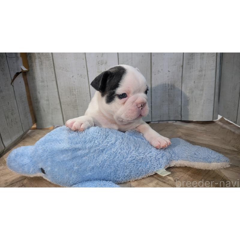 販売中の熊本県のフレンチブルドッグ-445160の20枚目
