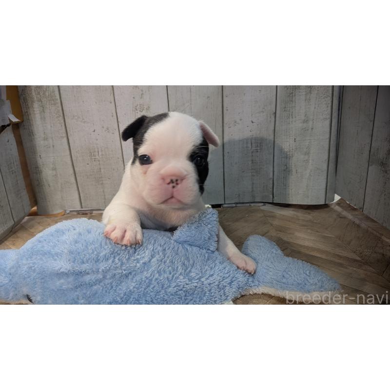 販売中の熊本県のフレンチブルドッグ-445160の19枚目