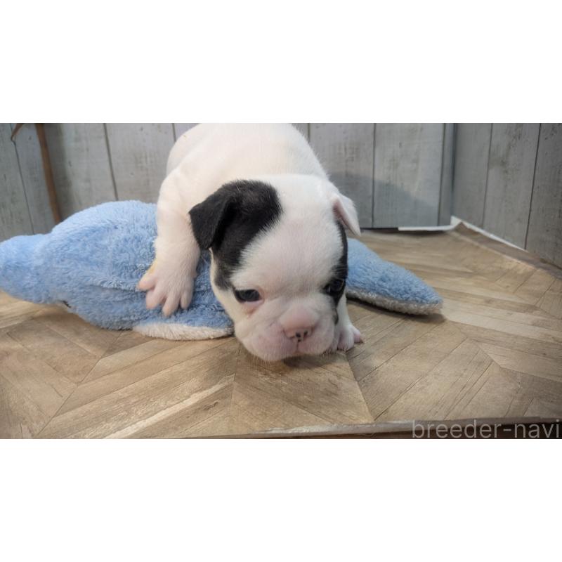 販売中の熊本県のフレンチブルドッグ-445160の18枚目