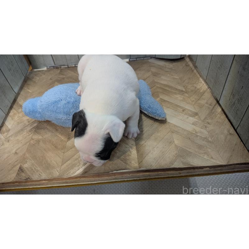 販売中の熊本県のフレンチブルドッグ-445160の17枚目