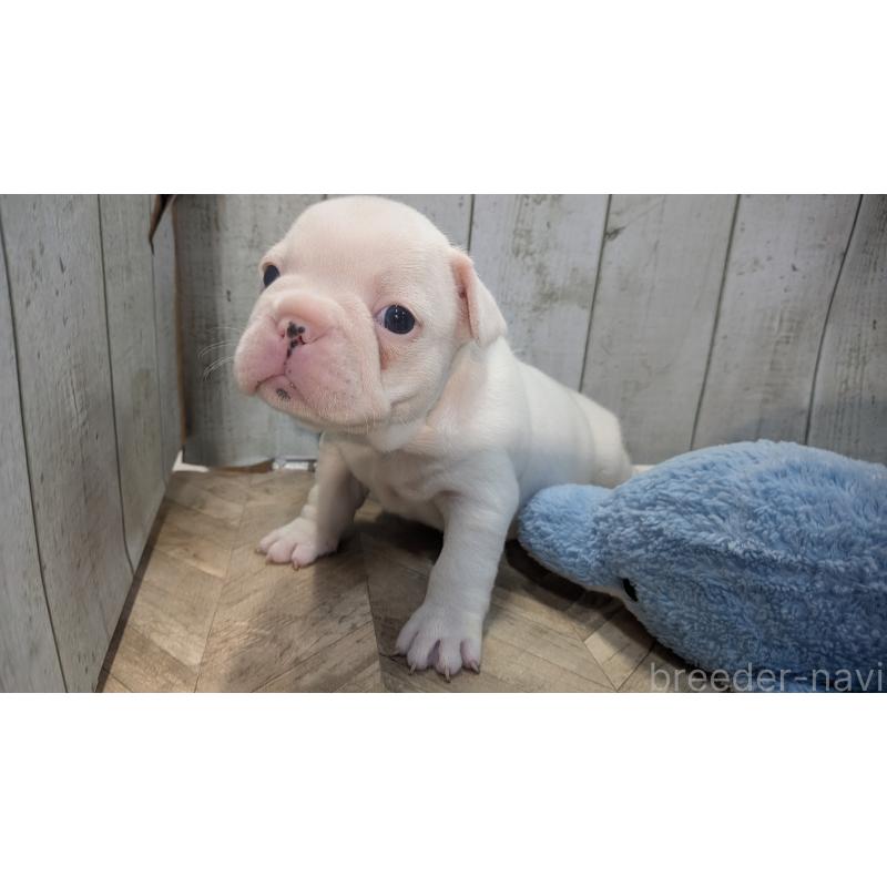 販売中の熊本県のフレンチブルドッグ-445162の14枚目
