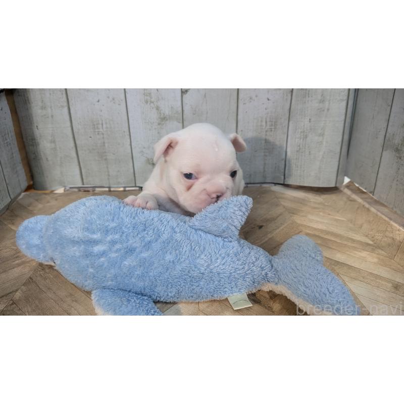 販売中の熊本県のフレンチブルドッグ-445162の13枚目