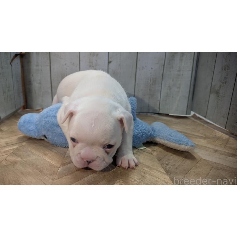 販売中の熊本県のフレンチブルドッグ-445162の12枚目