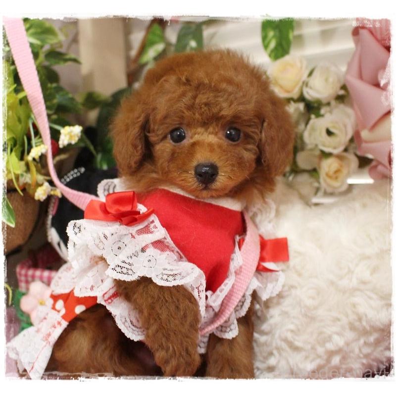 販売中の岡山県のタイニープードル-447316