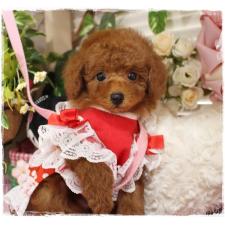 ♀︎タイニープードル