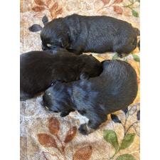 ♀︎ロットワイラー