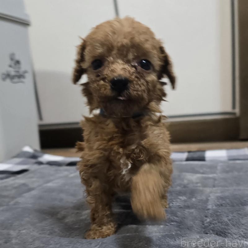 商談中の岡山県のトイプードル-445692の10枚目