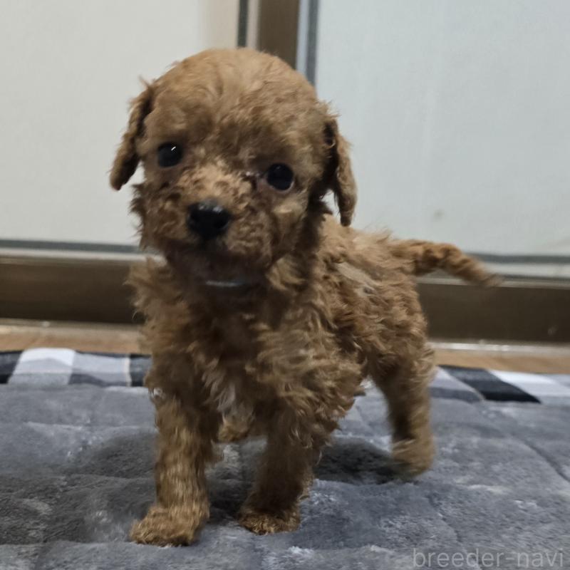 商談中の岡山県のトイプードル-445692の9枚目