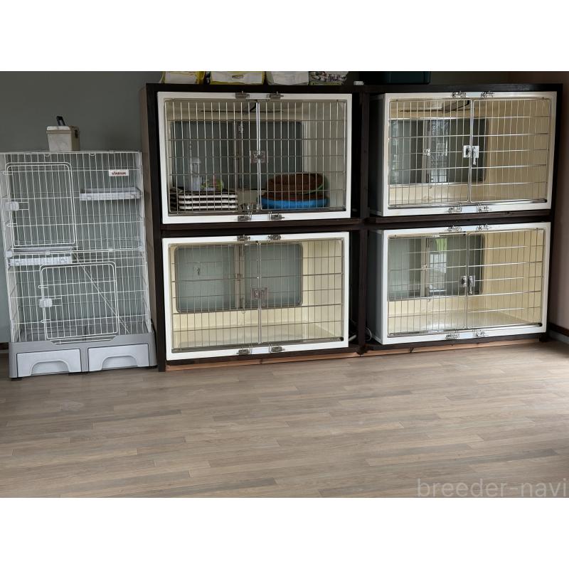 桑島里奈ブリーダーの詳細