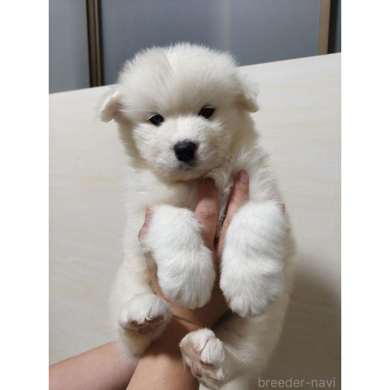 販売中の埼玉県のサモエド-448491の13枚目