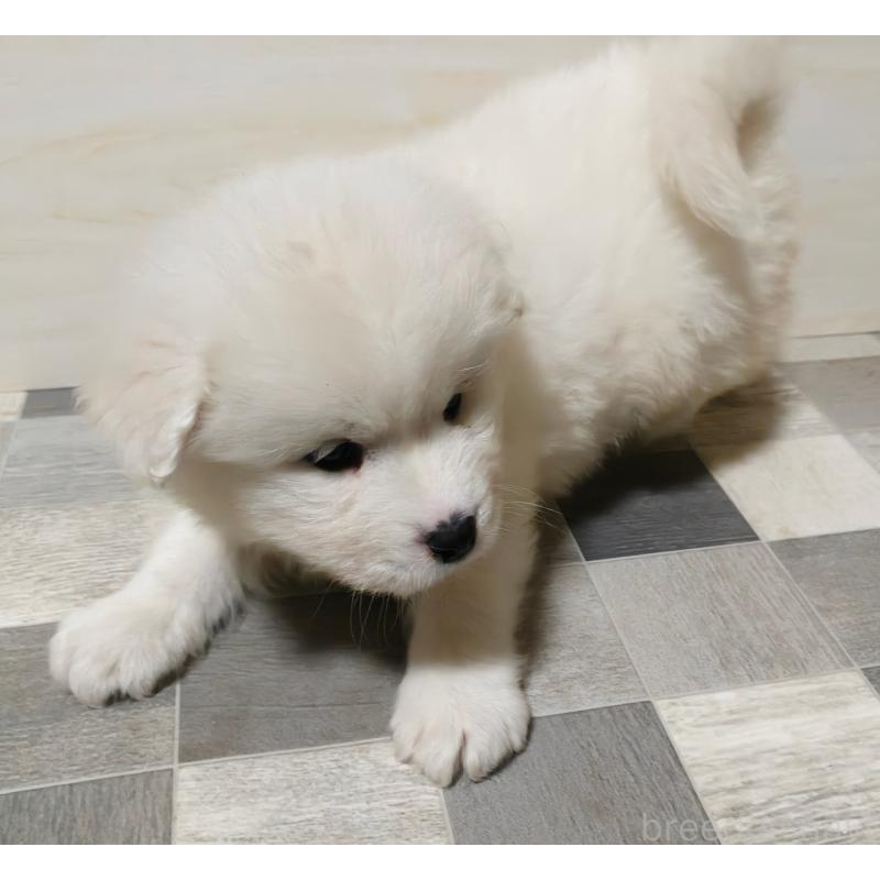 販売中の埼玉県のサモエド-448491の12枚目