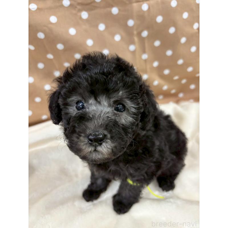 販売中の千葉県のトイプードル-447010の10枚目