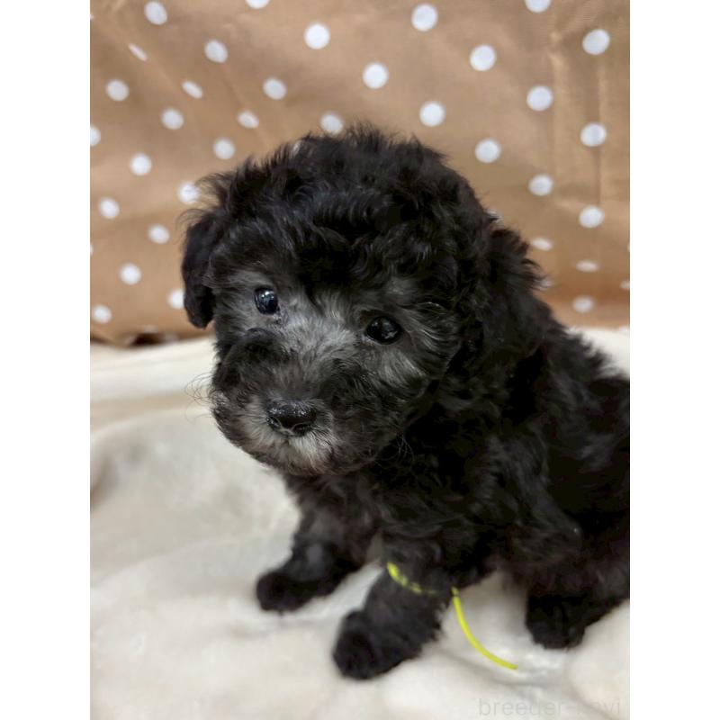 販売中の千葉県のトイプードル-447010の9枚目