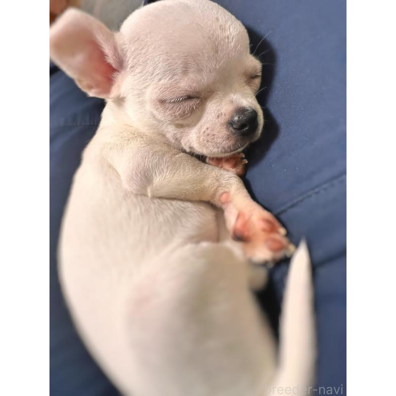 販売中の千葉県のチワワ(スムースコート)-444277の14枚目