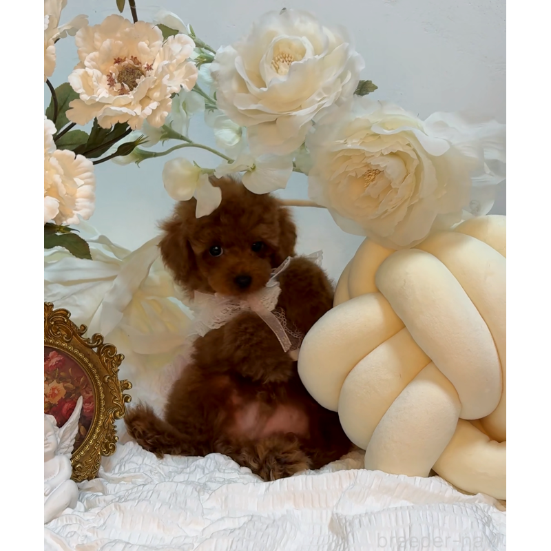 成約済の大阪府のティーカッププードル-433924の2枚目