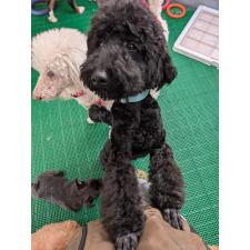 ♀︎ミディアムプードル