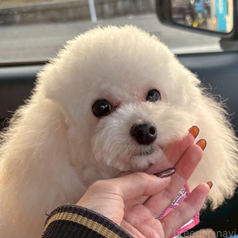 ♀︎トイプードル