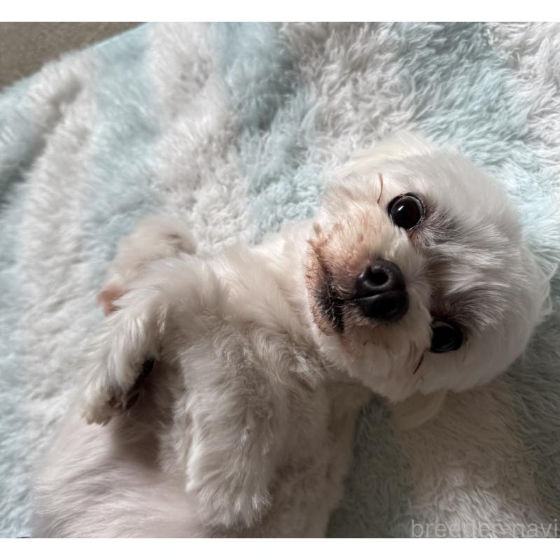 成約済の京都府のマルチーズ-445431の3枚目