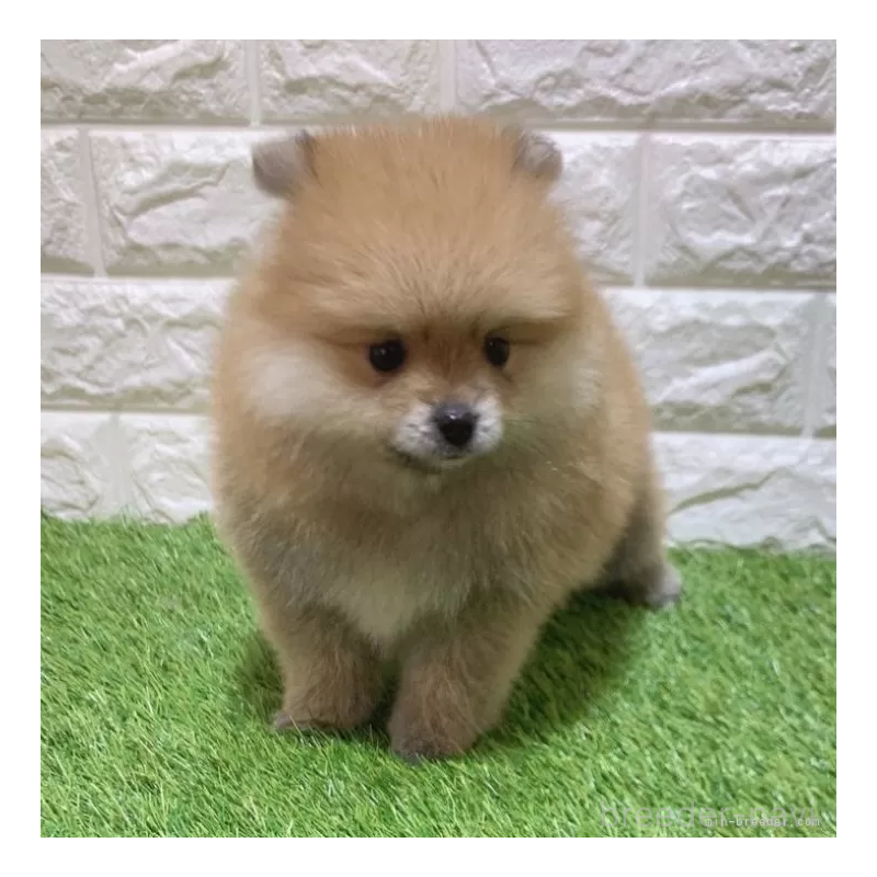 成約済の愛知県のポメラニアン-445387の5枚目