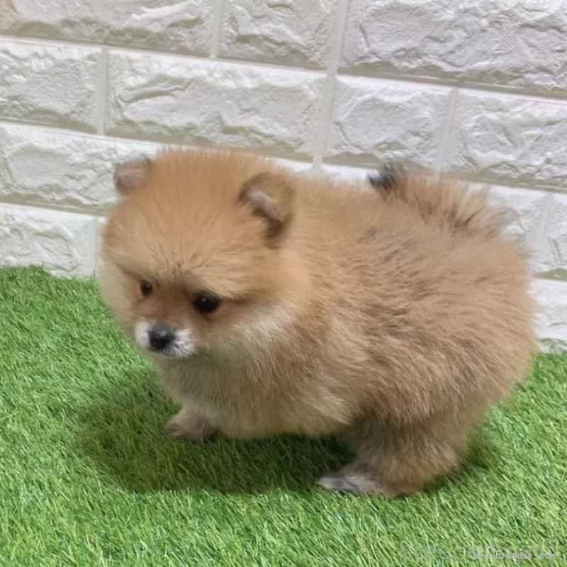 成約済の愛知県のポメラニアン-445387の4枚目