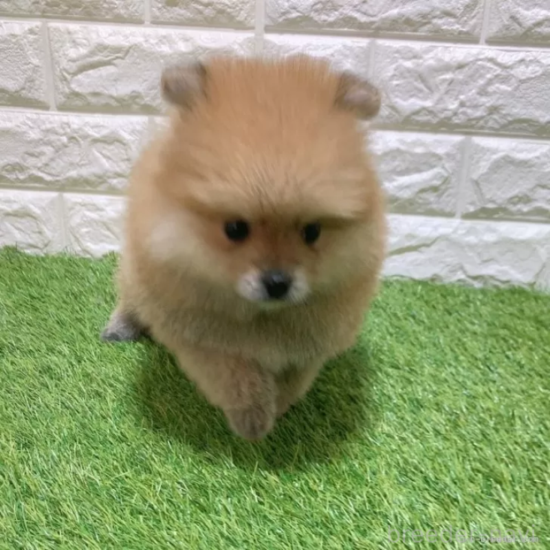 成約済の愛知県のポメラニアン-445387の3枚目