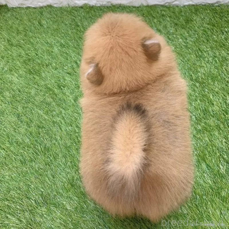 成約済の愛知県のポメラニアン-445387の2枚目