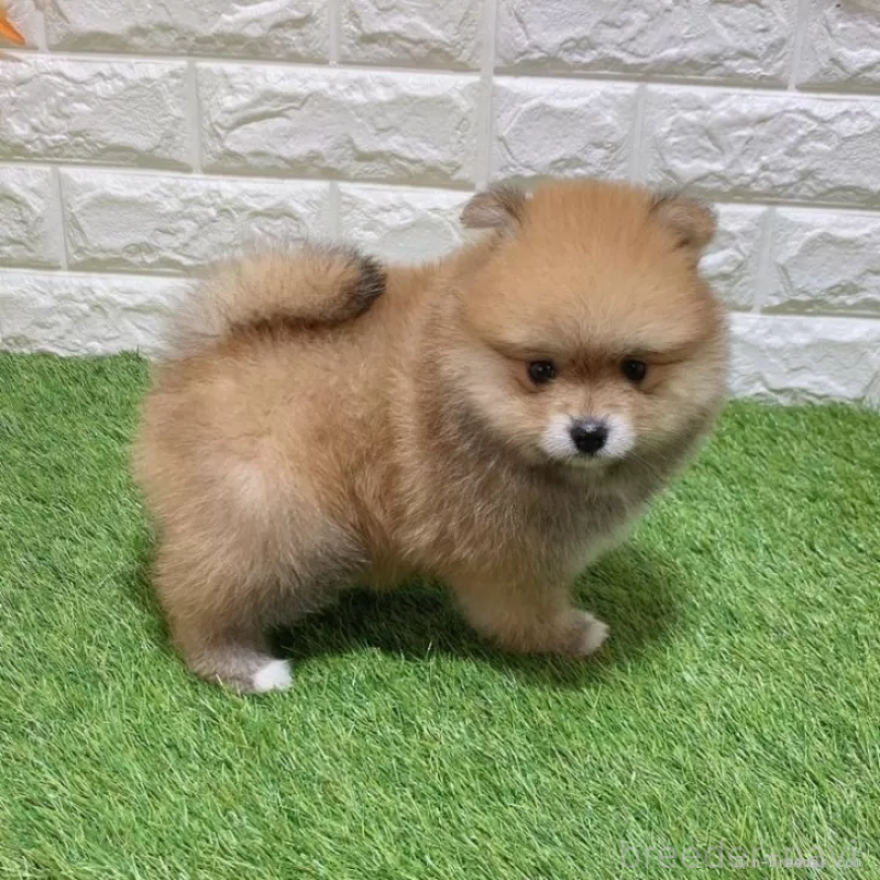 成約済の愛知県のポメラニアン-445390の5枚目