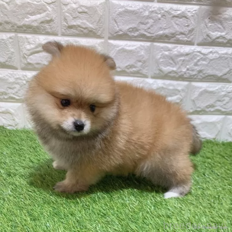 成約済の愛知県のポメラニアン-445390の4枚目