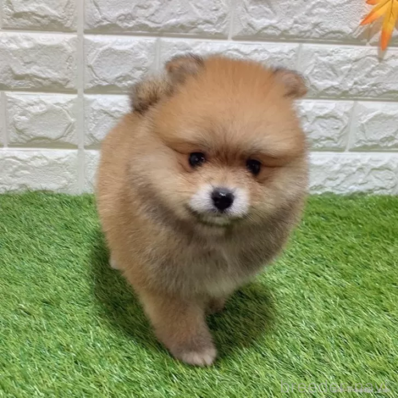 成約済の愛知県のポメラニアン-445390の3枚目