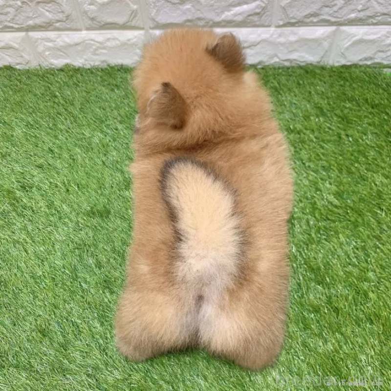 成約済の愛知県のポメラニアン-445390の2枚目