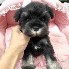 ♀︎ミニチュアシュナウザー