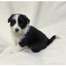 ♀︎ボーダーコリー