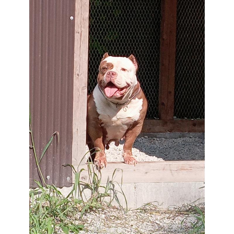 犬舎紹介の福岡県の犬舎紹介-3584の4枚目