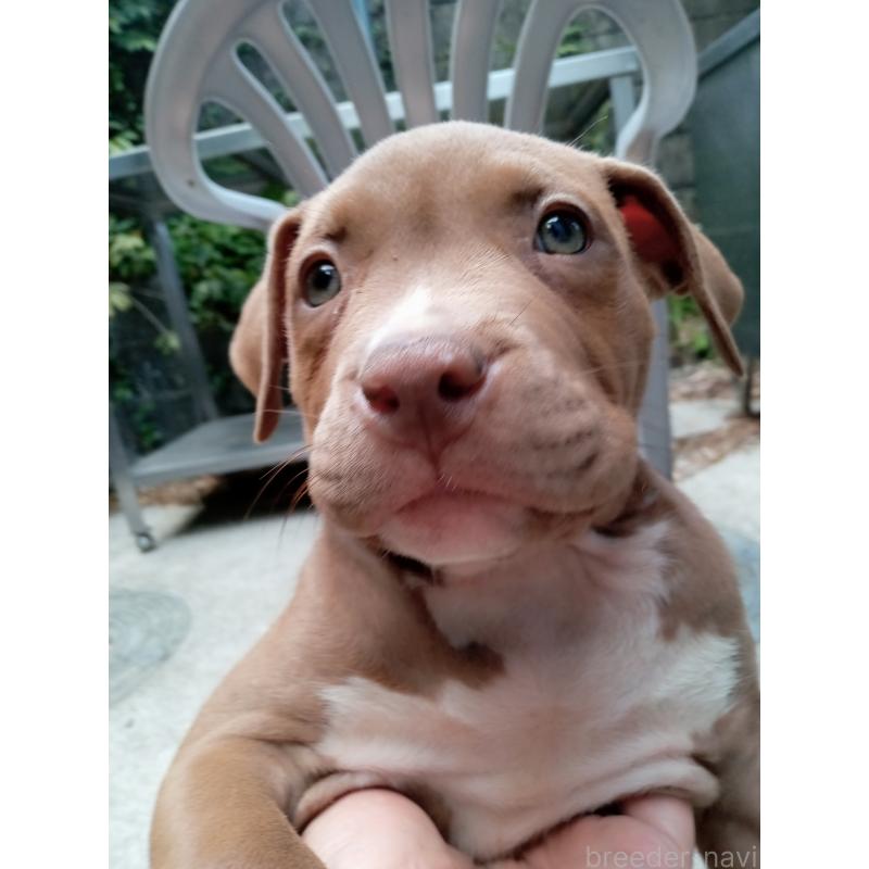 犬舎紹介の福岡県の犬舎紹介-3584の5枚目