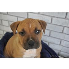 ♀︎アメリカンピットブルテリア