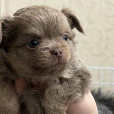 ♀︎チワワ(ロングコート)