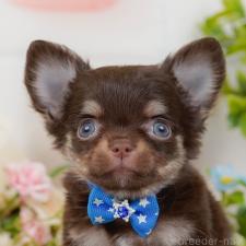 ♀︎チワワ(ロングコート)