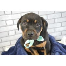 ♀︎アメリカンピットブルテリア