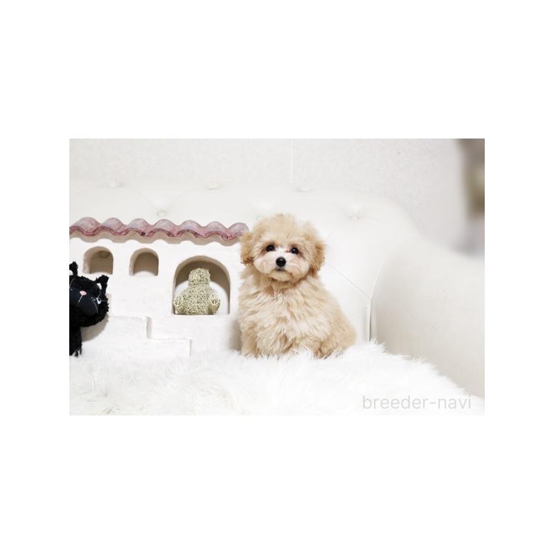 販売中の佐賀県のトイプードル-441686の5枚目