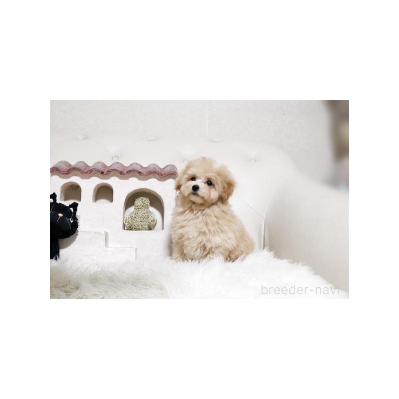 販売中の佐賀県のトイプードル-441686の4枚目