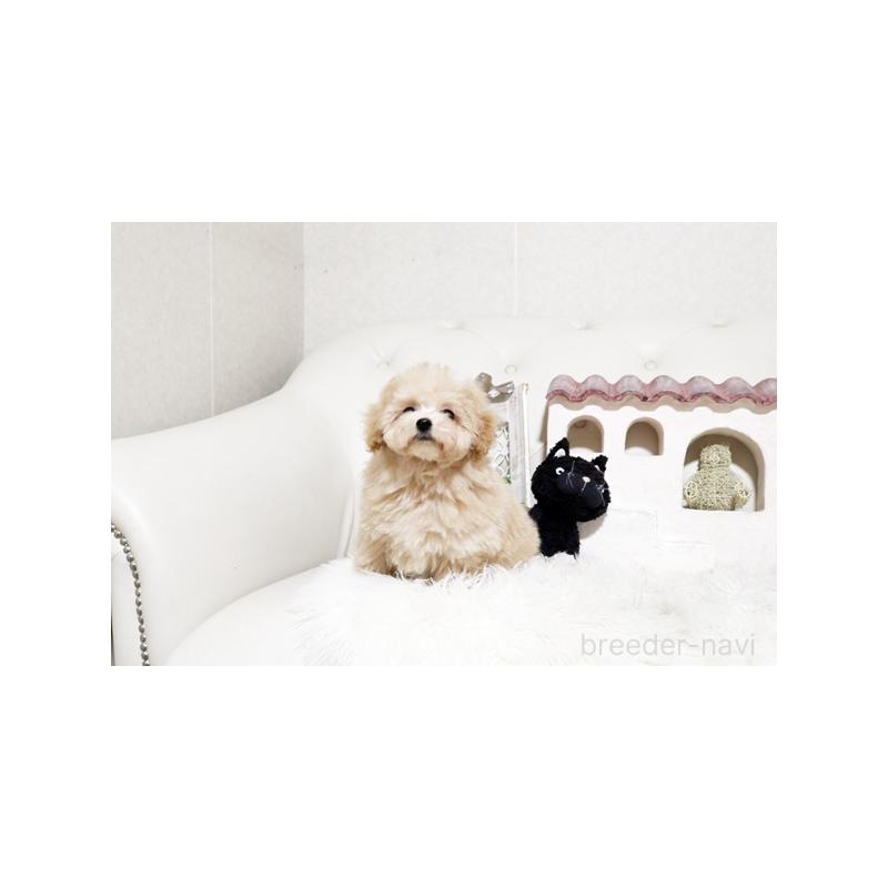 販売中の佐賀県のトイプードル-441686の3枚目