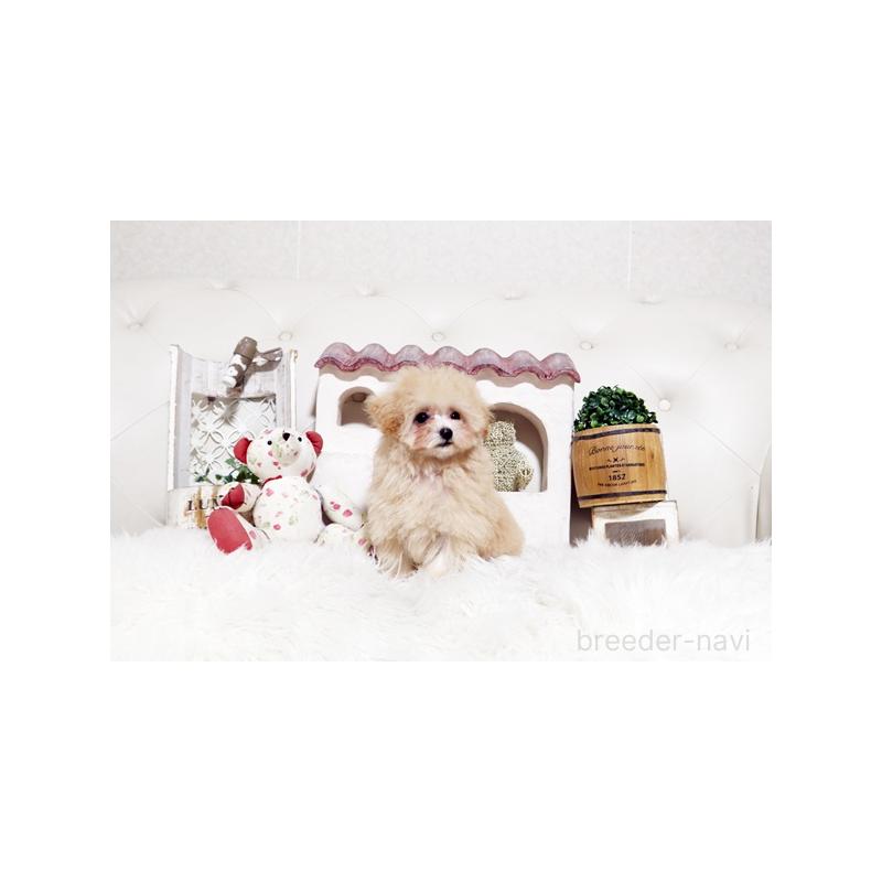 販売中の佐賀県のトイプードル-441687の5枚目