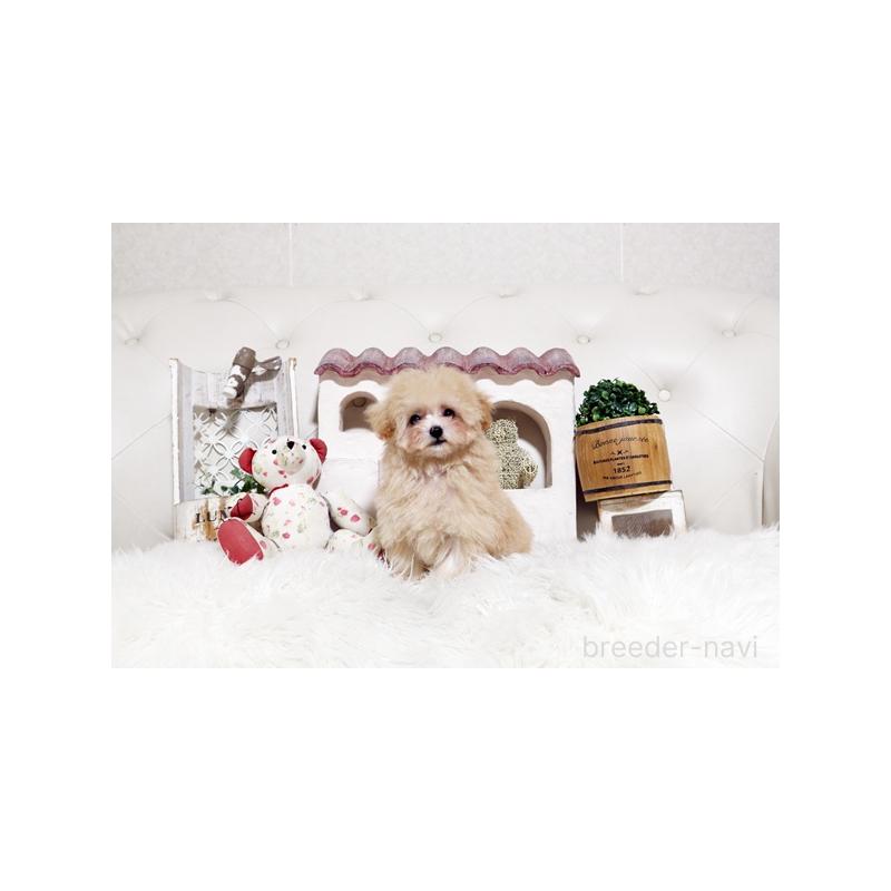 販売中の佐賀県のトイプードル-441687の4枚目